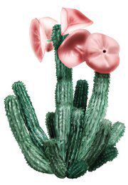 Hoodia gordonii cactus diet pill in flower