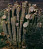 hoodia_gordonii_ceres_karoo.jpg (64921 bytes)