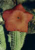 hoodia_gordonii_red.JPG (27825 bytes)