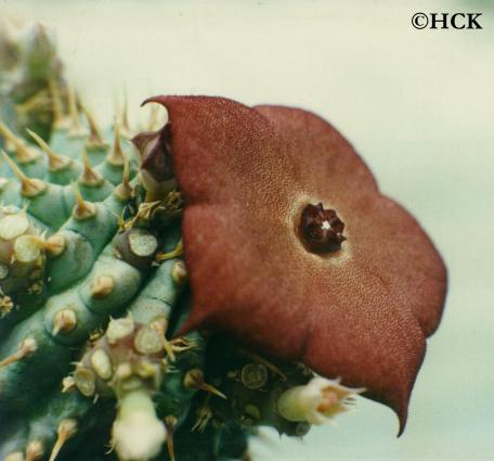 hoodia_ruschii_namibia.JPG (25628 bytes)