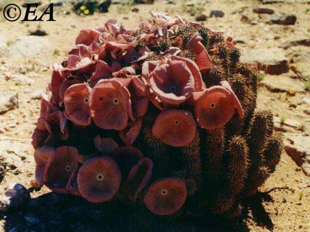 hoodia_spp_in_fl_Richtersveld.jpg.jpg (77844 bytes)