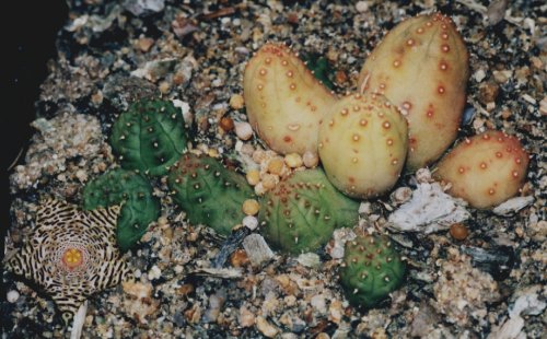 Huernia kennedyana