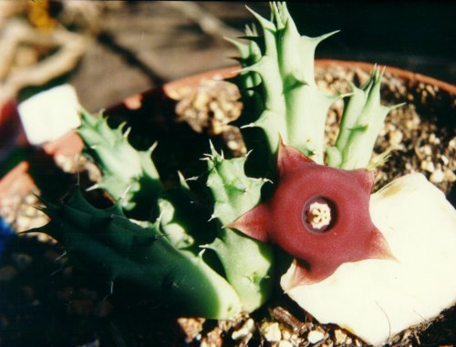 Huernia recondita