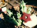 Huernia_rubra_yemen.jpg (37881 bytes)