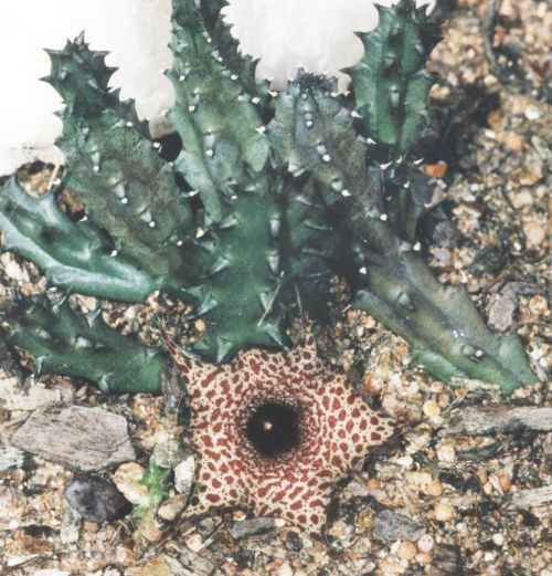 Huernia kennedyana Flower Close Up
