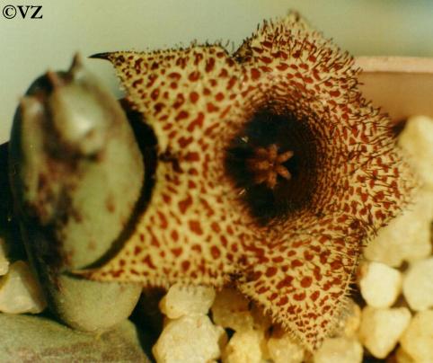 Huernia recondita