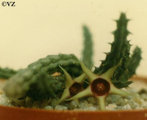 Huernia viereckii v. angolensis