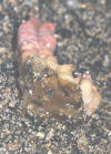 Rotten Stapelia, caused by mealybug.