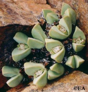 Conophytum herreanthus ssp rex - Rooiberg