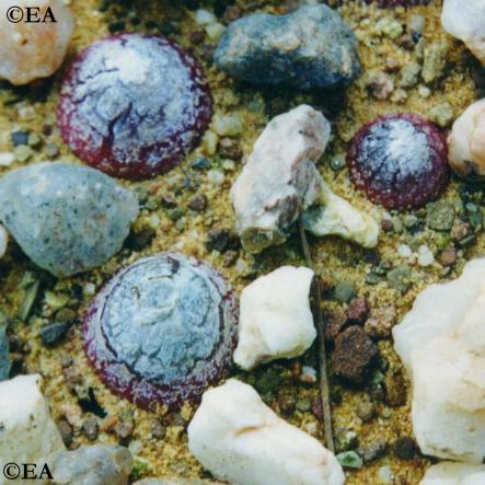 conophytum_burgeri.JPG (43943 bytes)