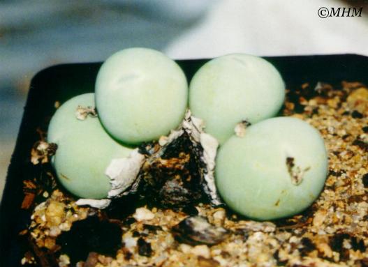 conophytum_calculus.JPG (30663 bytes)