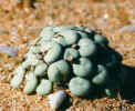 conophytum_flavum_ssp_flavum_wyepoort_valley_richtersveld.JPG (35695 bytes)