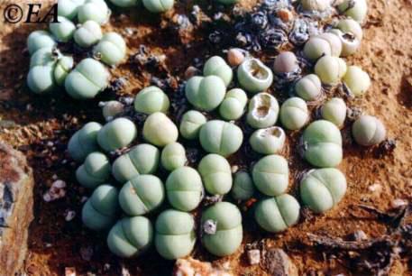 Gibbaeum_heathii_sw_Ladismith.JPG (31370 bytes)