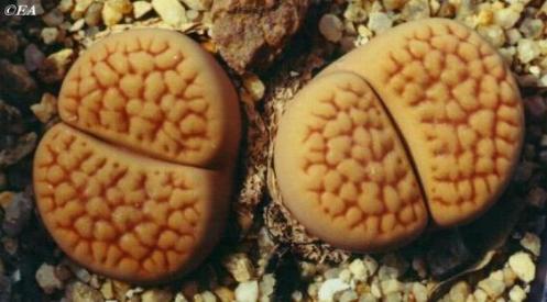 lithops_hookeri_var_lutea.JPG (33227 bytes)