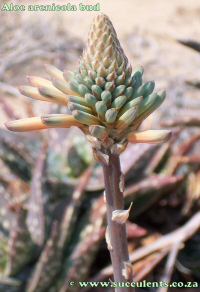 Aloe arenicola inflorescence and raceme