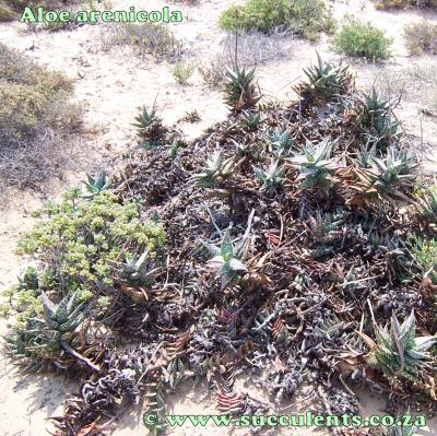 Aloe arenicola in habitat