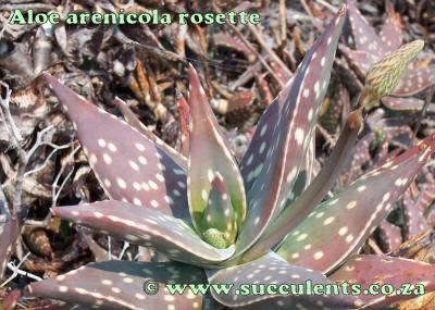 Aloe arenicola rosette