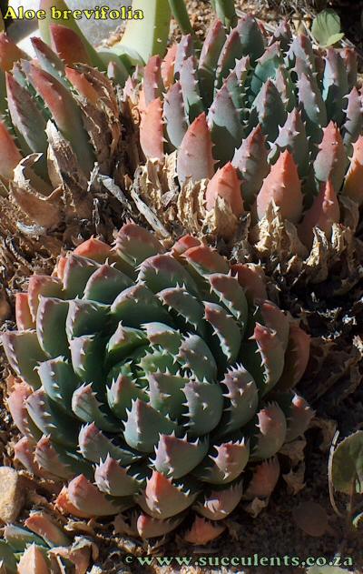 Aloe brevifolia in cultivation in a rockery, the best place to grow them
