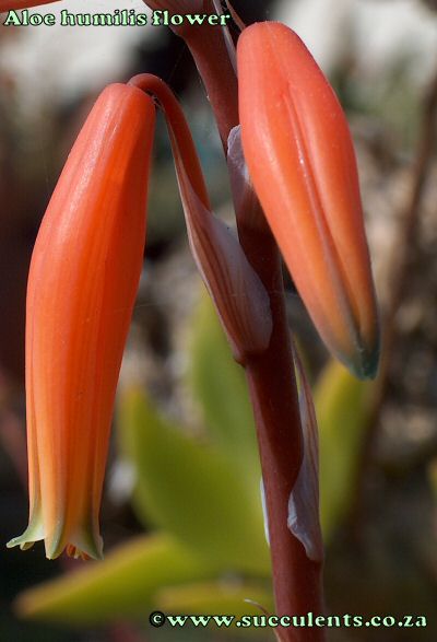 Close-up of Aloe humilis' flower