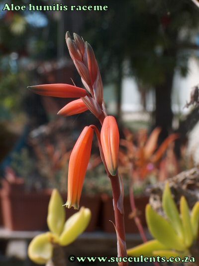 The raceme of Aloe humilis