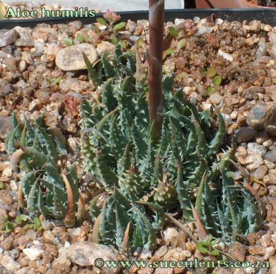 Aloe humilis in cultvation, grown in full sun.