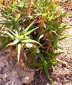 aloe andongensis information and image