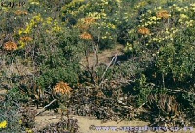 Aloe arenicola, creeping aloe, photographed in habitat to the south of Kleinzee in restricted diamond mining area.