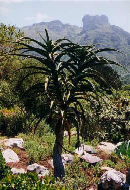 aloe_bainesii.jpg (31414 bytes)