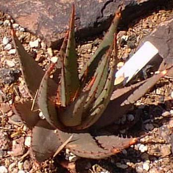 aloe_broomii2.JPG (32272 bytes)