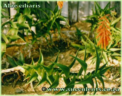 Aloe ciliaris in cultivation.