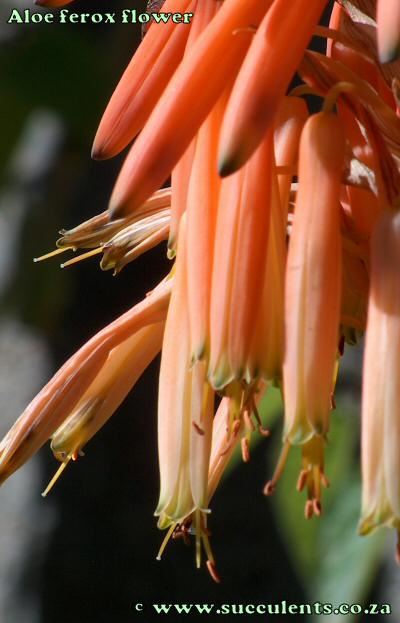 Close-up of Aloe ferox's flower