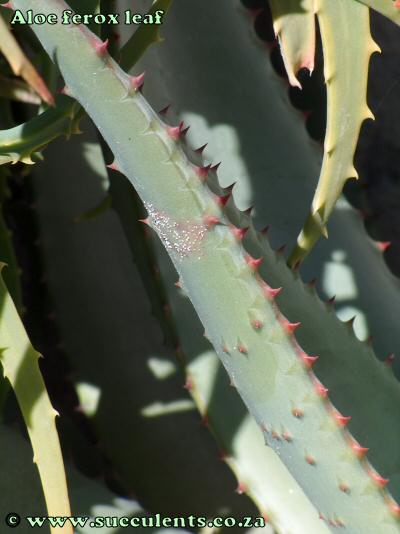 Aloe ferox leaf