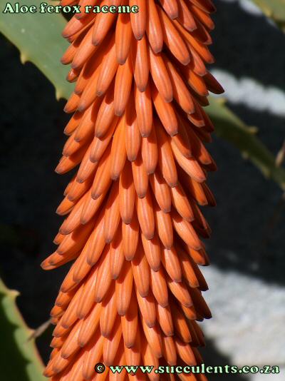 Aloe ferox raceme