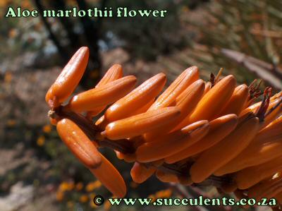 Aloe marlothii flower