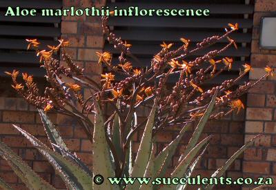Aloe marlothii inflorescence