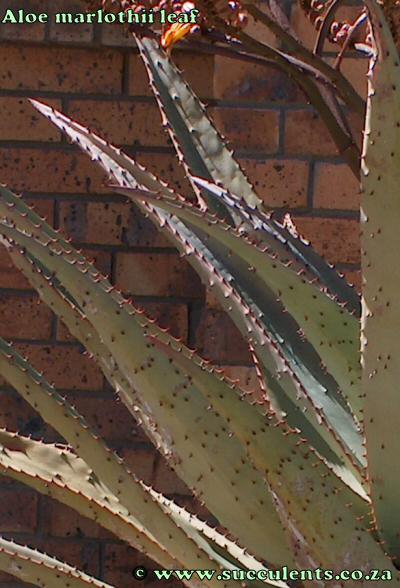 Aloe marlothii leaf