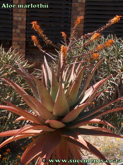 Aloe marlothii photographed by the Springbok Post Office in the Northern Cape.