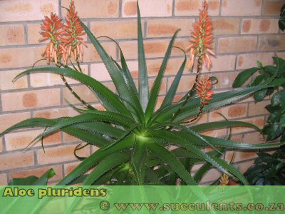 Aloe pluridens in cultivation