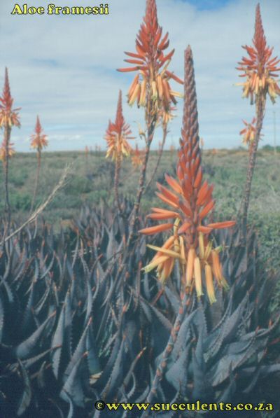Aloe framesii