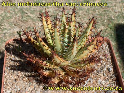 Aloe melanacantha var. erinacae