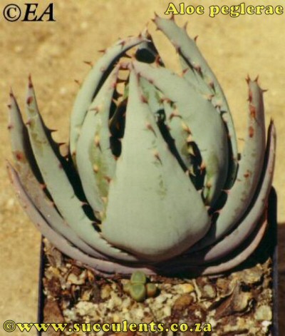 Aloe peglerae in cultivation