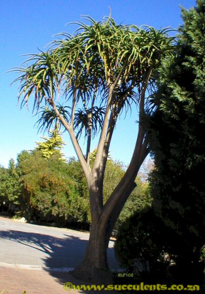 Aloe barberae