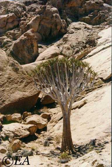 Aloe dichotoma in habitat near Walvis Bay.