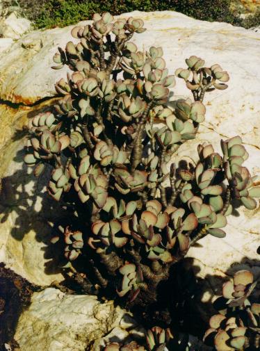 Crassula arborescens photographed in habitat near Nuwerus