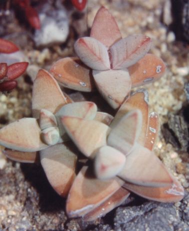 Crassula grisea