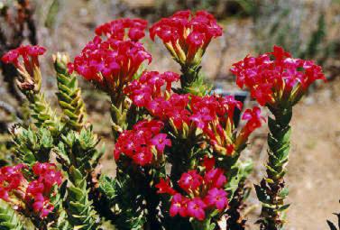 crassula_coccinea.jpg (31303 bytes)