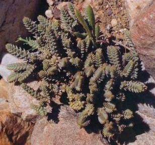crassula_muscosa.jpg (26167 bytes)