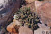 crassula_muscosa.jpg (57366 bytes)