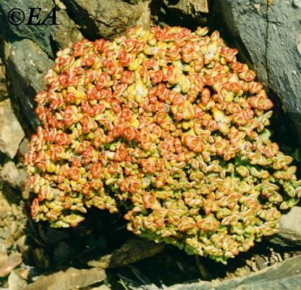 crassula_rupestris.jpg (51259 bytes)