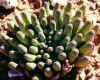Euphorbia_esculenta_Steyterville.JPG (44444 bytes)